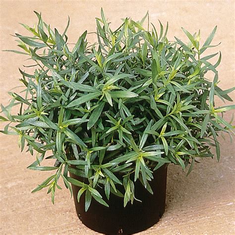 Estragon (Artemisia Dracunculus)